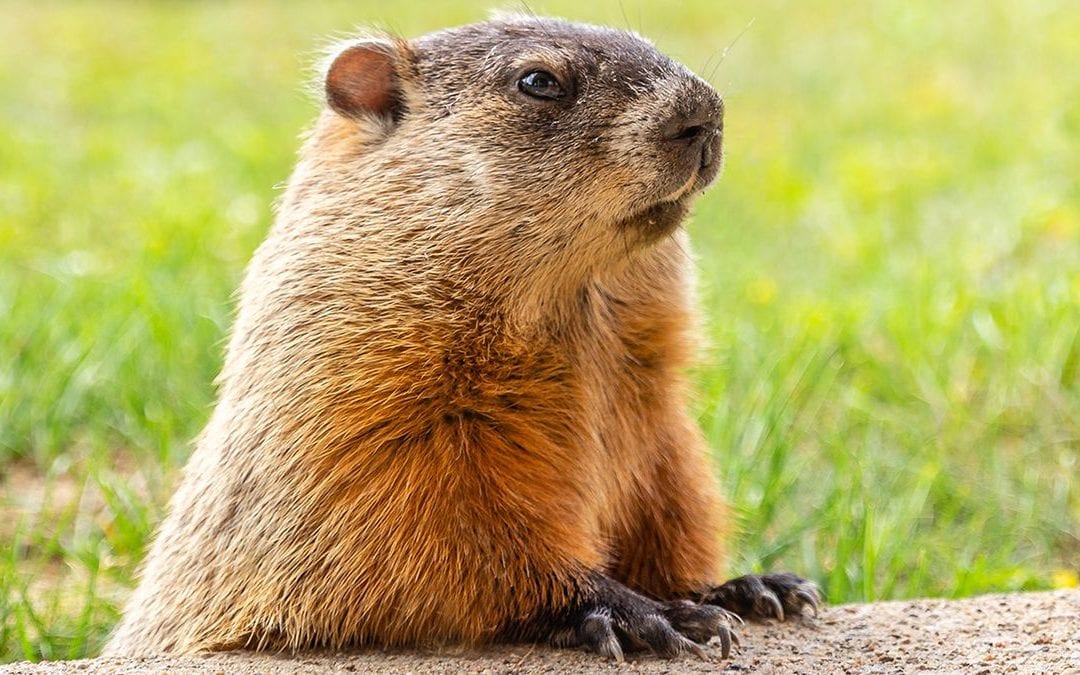 Of Presentations, Candles and Groundhogs